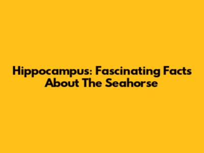 Hippocampus: Fascinating Facts About The Seahorse